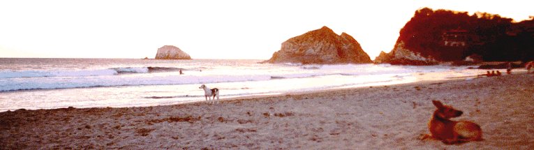 Image: Dogs and Sunset